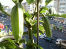 28 sept 2012-flori 010