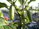 28 sept 2012-flori 015