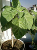 28 sept 2012-flori 011