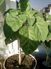 brugmansia sanguinea(rosie)