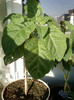 28 sept 2012-flori 014