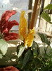 28 sept 2012-flori 024