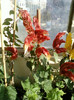 28 sept 2012-flori 031
