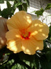 28 sept 2012-flori 033