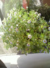 28 sept 2012-flori 037