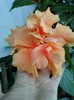 28 sept 2012-flori 040