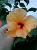 28 sept 2012-flori 048