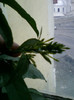 cestrum nocturnum