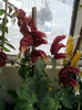 28 sept 2012-flori 060