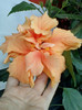 28 sept 2012-flori 063