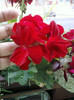 28 sept 2012-flori 084
