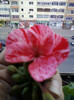 28 sept 2012-flori 077