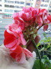 28 sept 2012-flori 082