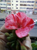 28 sept 2012-flori 083