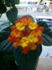 lantana camara