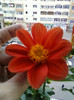 28 sept 2012-flori 088