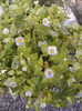 exacum-violeta albastra