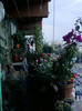 "gradina" din balcon...