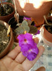 28 sept 2012-flori 025