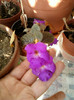 28 sept 2012-flori 027