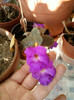 28 sept 2012-flori 030