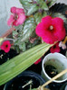 28 sept 2012-flori 103