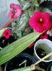 28 sept 2012-flori 105