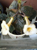 28 sept 2012-flori 110 - Copy