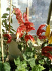 28 sept 2012-flori 028