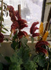 28 sept 2012-flori 058