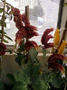 28 sept 2012-flori 059