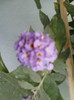 28 sept 2012-flori 106