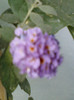 28 sept 2012-flori 107