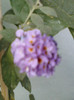 28 sept 2012-flori 108
