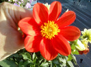 28 sept 2012-flori 001