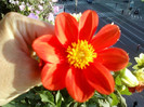 28 sept 2012-flori 006