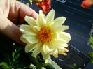 28 sept 2012-flori 003