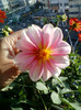 28 sept 2012-flori 034