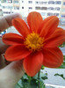 28 sept 2012-flori 091