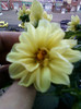 28 sept 2012-flori 090
