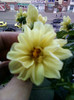 28 sept 2012-flori 098