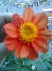 28 sept 2012-flori 099