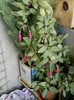 28 sept 2012-flori 057