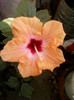 28 sept 2012-flori 019