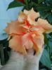 28 sept 2012-flori 042