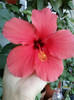 28 sept 2012-flori 045