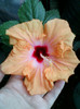 28 sept 2012-flori 049