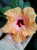 28 sept 2012-flori 053