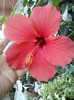 28 sept 2012-flori 061