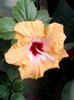 28 sept 2012-flori 064